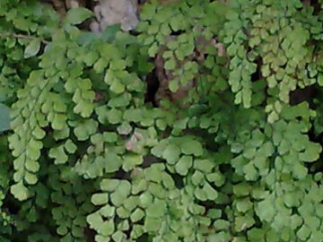 Adiantum capillus-veneris